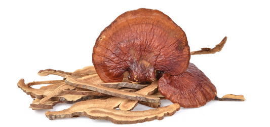 Extracto Reishi