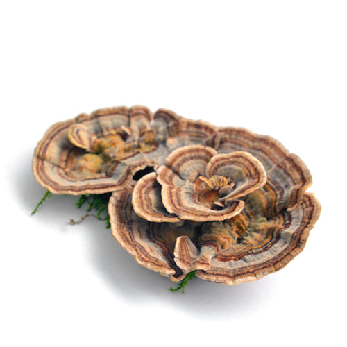 Extracto Cola de pavo