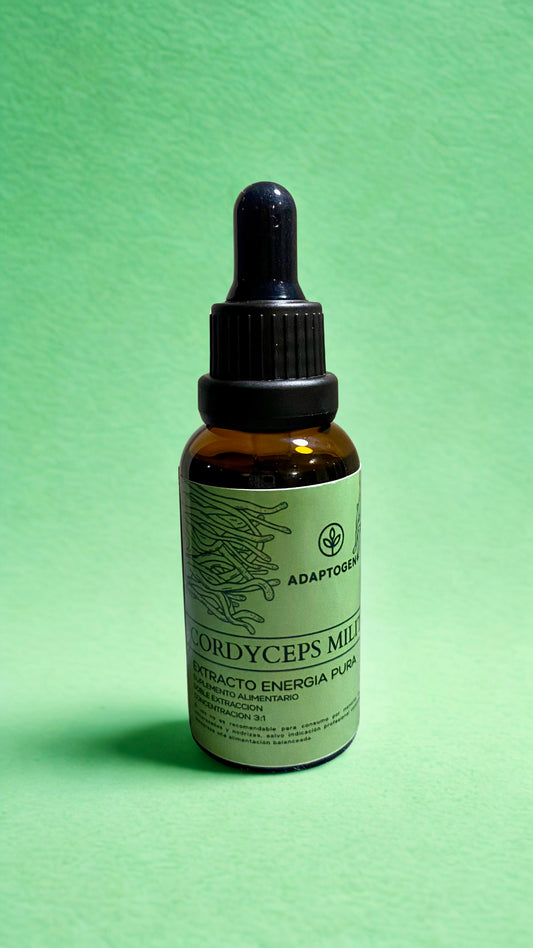 Extracto cordyceps